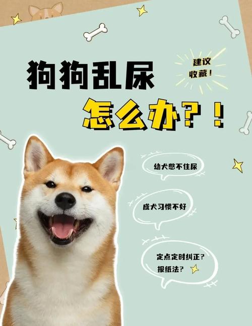 如何让狗在外面拉屎