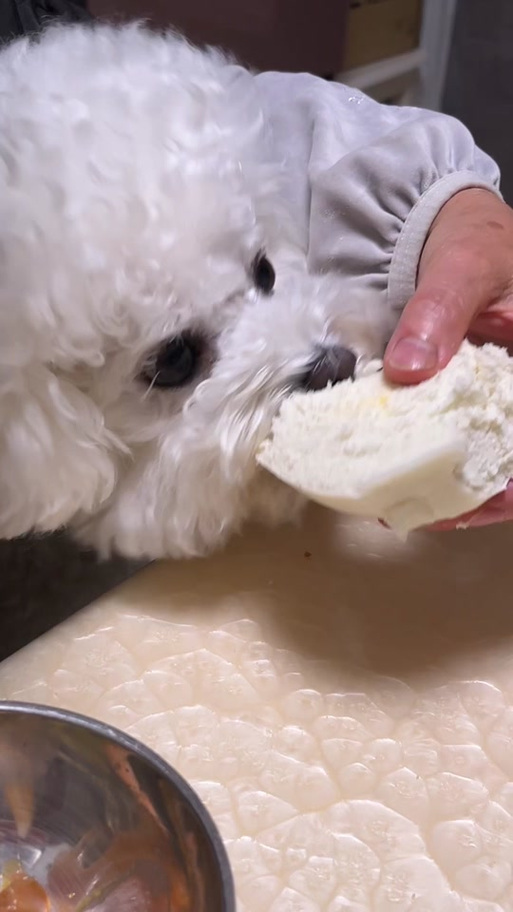 狗狗能吃豆沙面包吗?