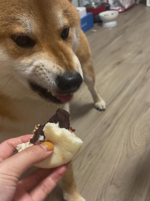 狗可以吃豆沙包吗