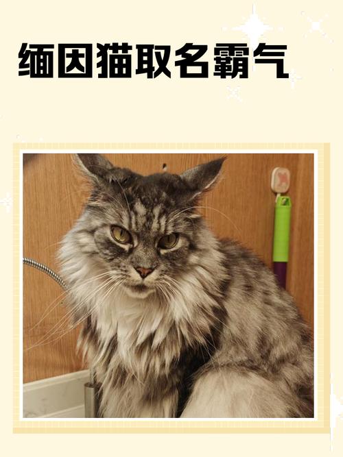 公猫好听稀少的名字