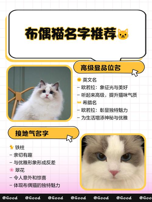 猫咪名字霸气