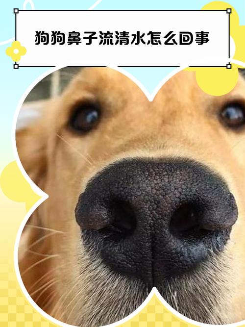 狗狗呼吸不通畅