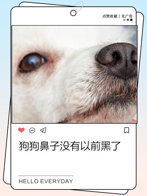 狗狗鼻子进水了怎么办
