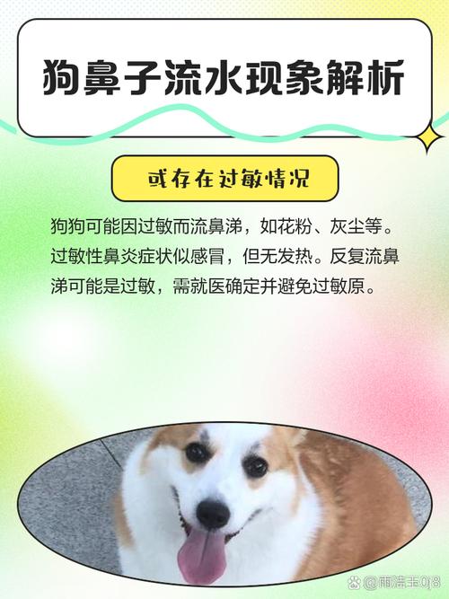 水进狗鼻子怎么办