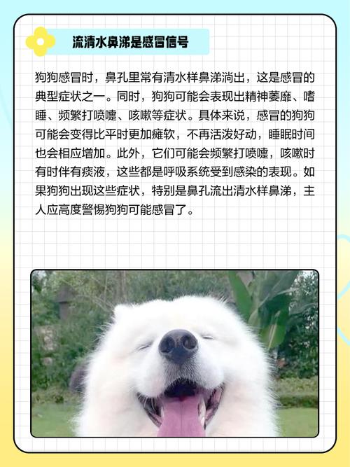 狗狗呛水怎么办?