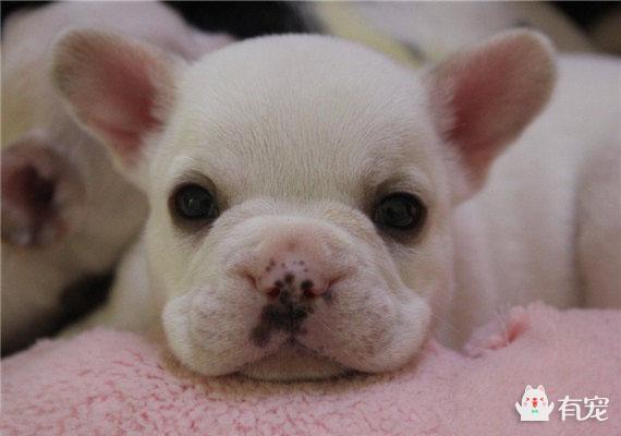 如何判断狗狗是否发情了4种方法来判断狗狗是否发情了