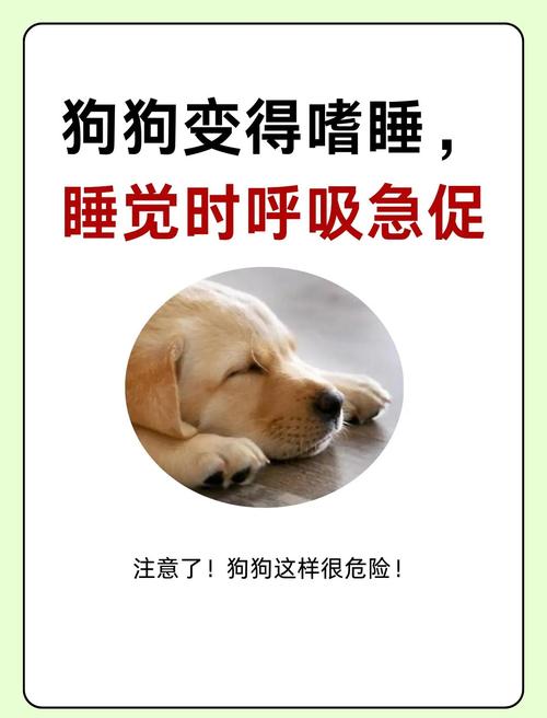 狗狗半夜反常不睡觉喘粗气