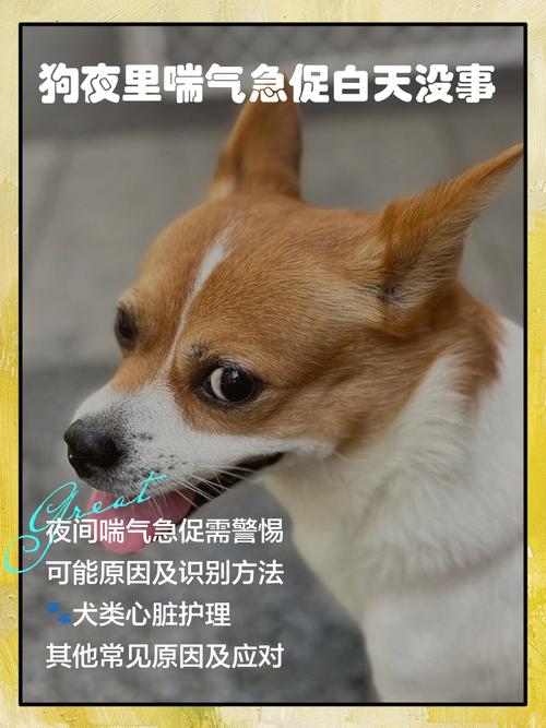 狗狗喘粗气还喝了好多水是怎么回事啊?