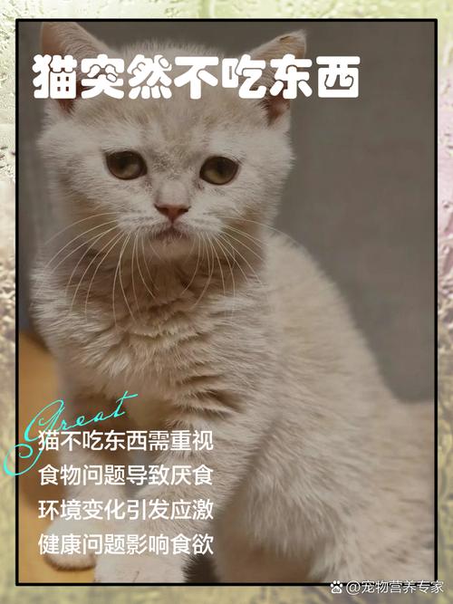猫不爱吃饭但精神很好