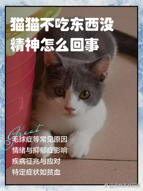 猫不吃东西但是精神很好