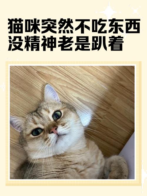 猫咪食欲下降但很精神