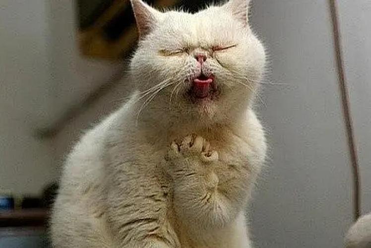 猫咪窝咳是什么症状