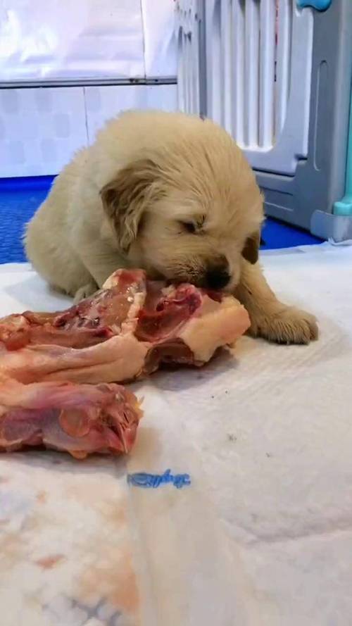 一个月土狗小狗幼崽吃什么