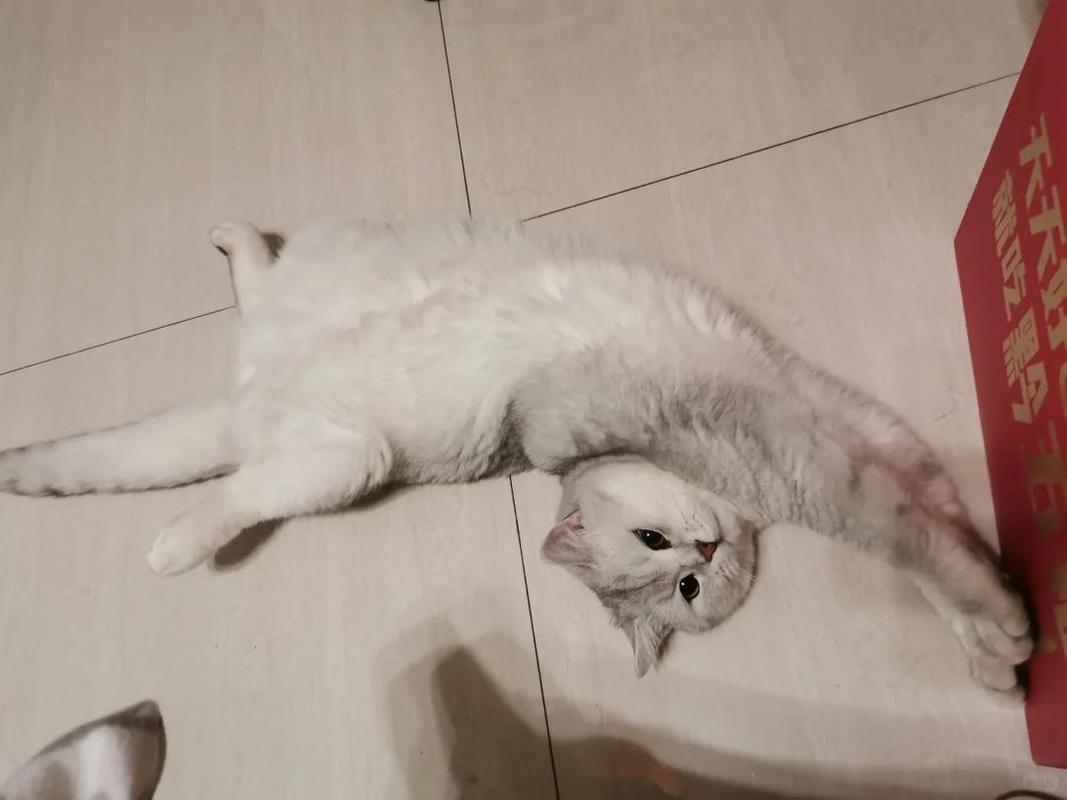 猫咪打喷嚏拉稀