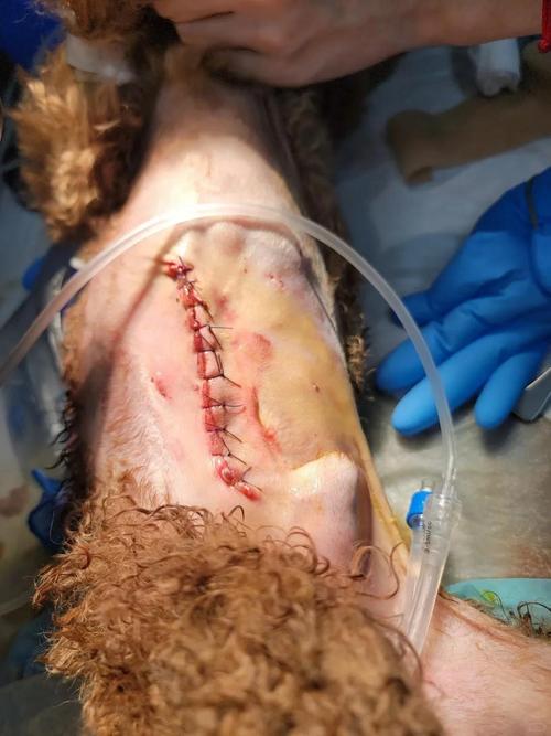 狗狗膀胱结石手术后要插导尿馆吗