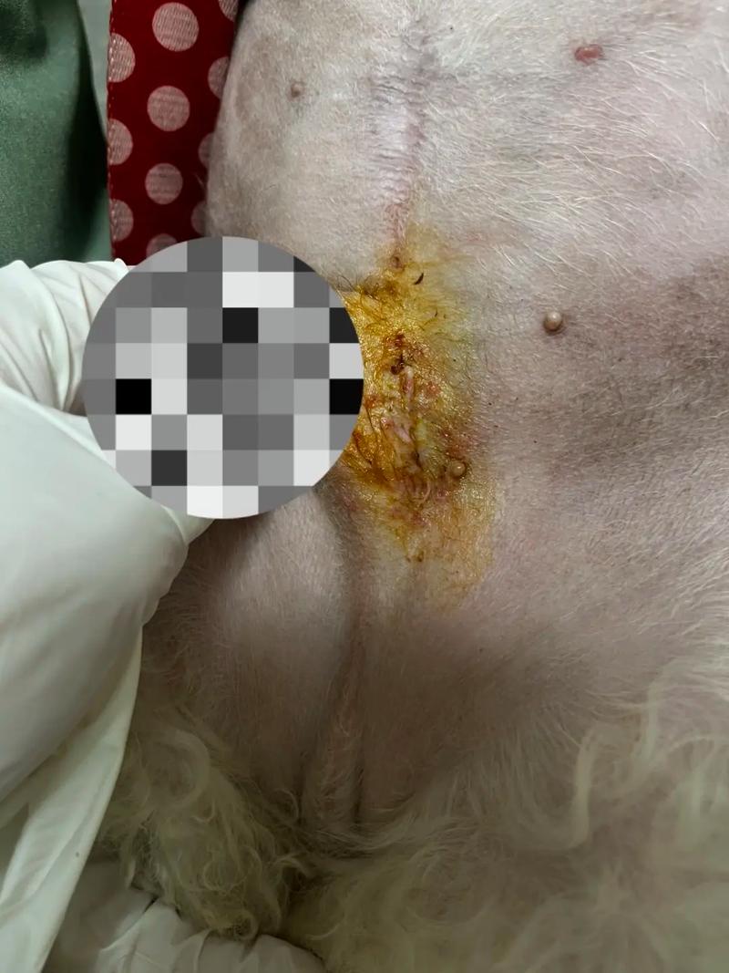 请问狗狗做了膀胱结石手术后要注意些什么?我非常担心……