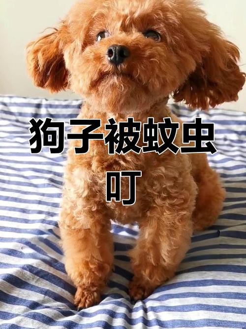 小狗被蚊子咬了怎么办