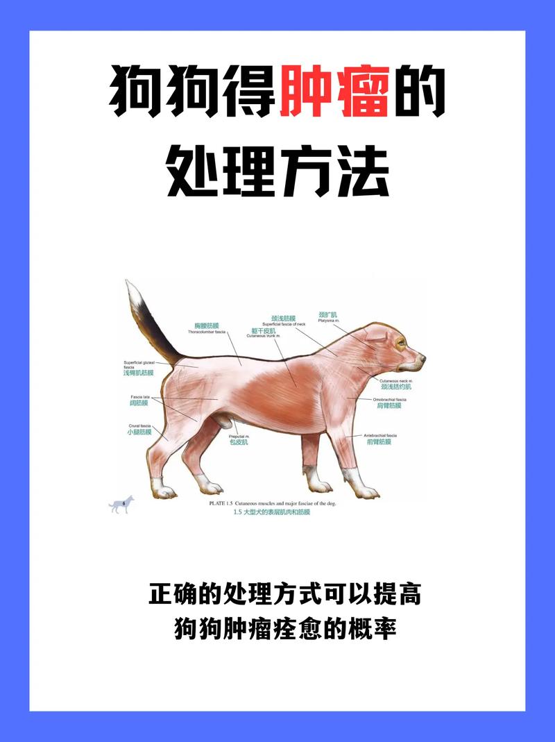 狗狗得了肿瘤怎么办?