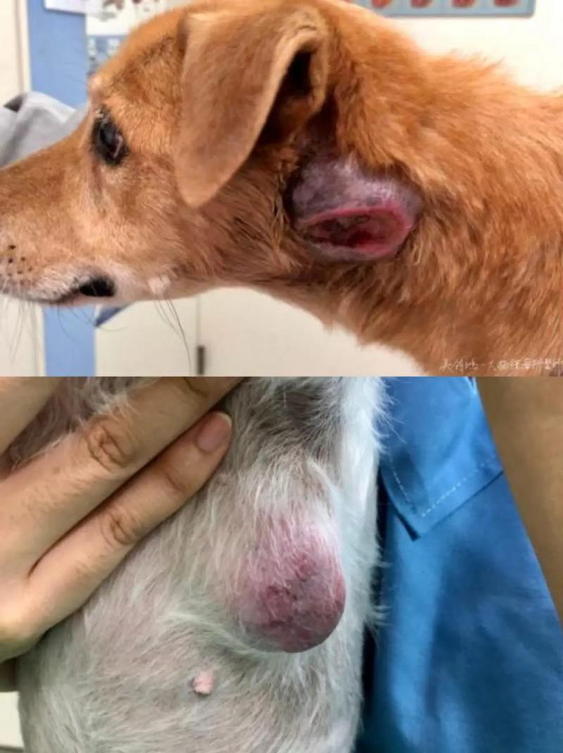 狗淋巴结肿大多久能好啊