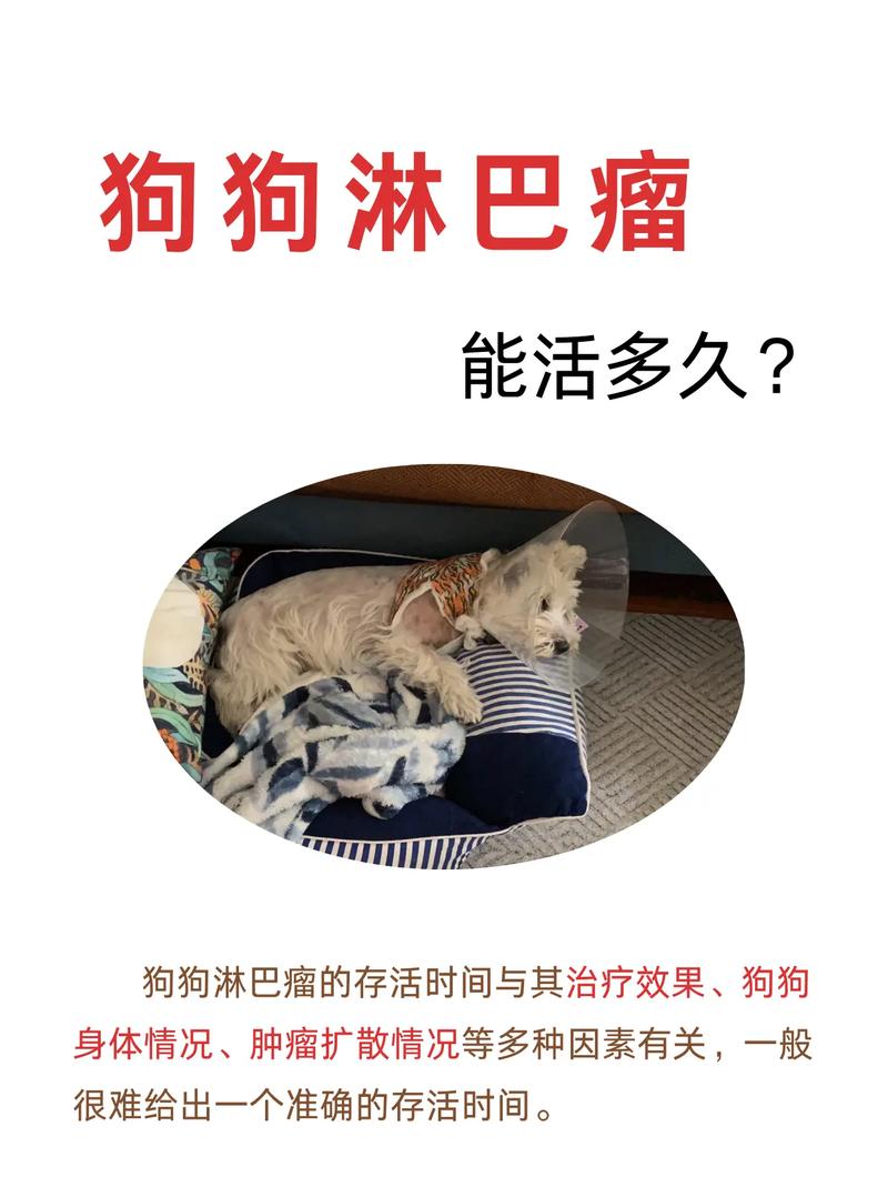 狗狗淋巴肿瘤可以活多久