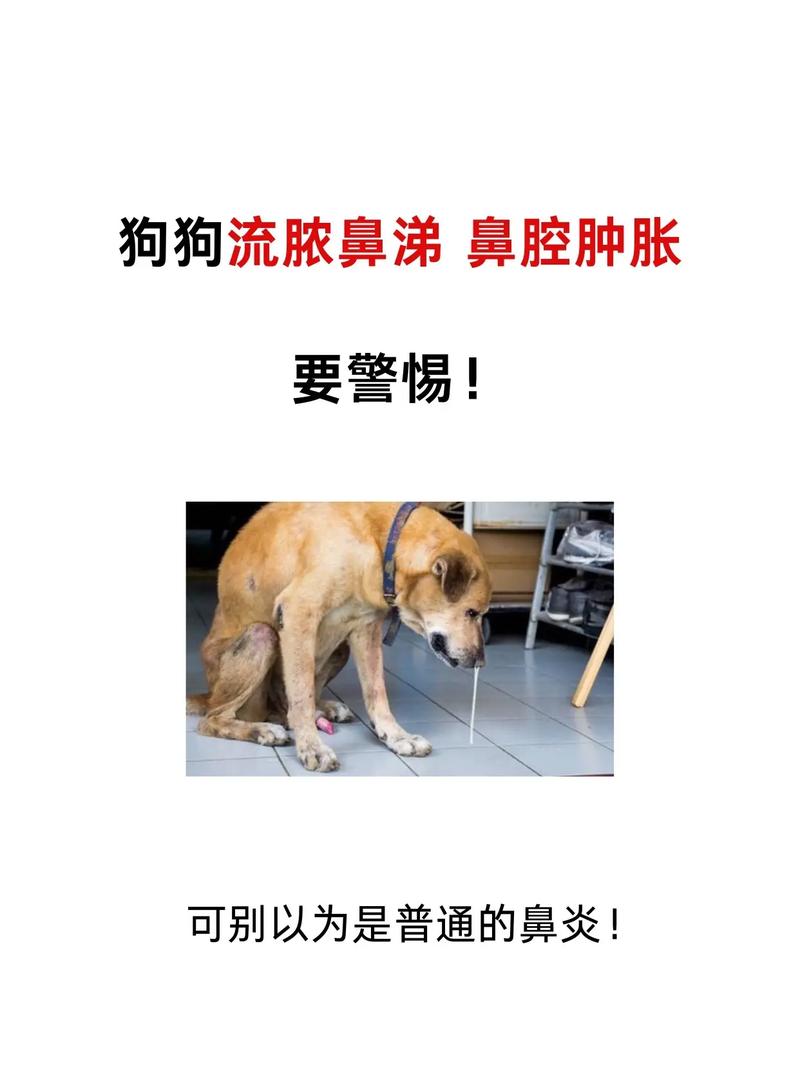 犬瘟狗狗脓性鼻涕增多