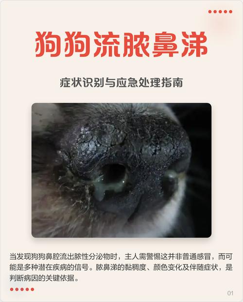 狗狗流脓鼻涕怎么办