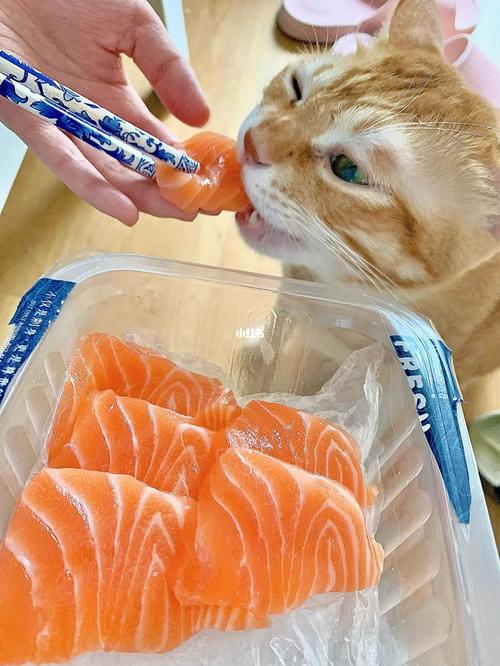 猫猫吃什么鱼