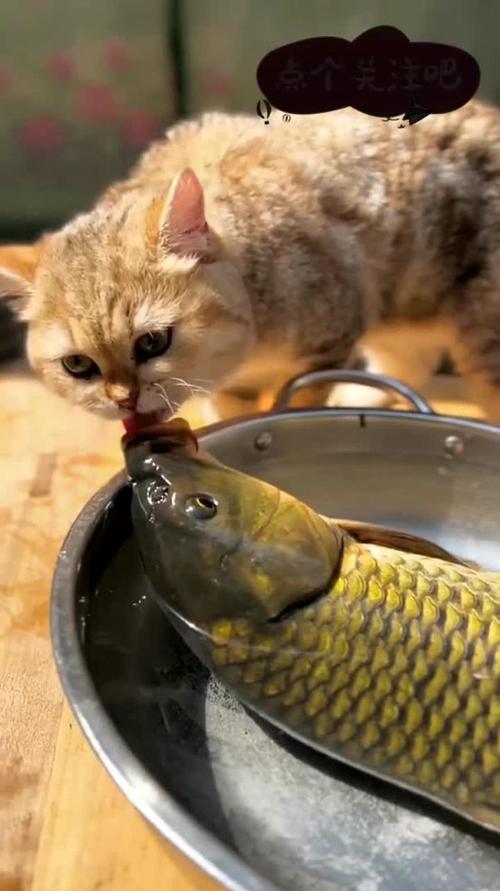 猫可以吃什么鱼?