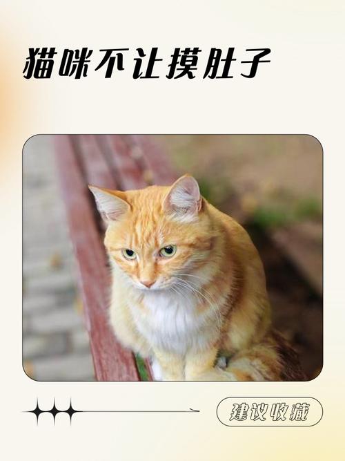 猫咪怀孕后为什么不让人摸它的肚子了?