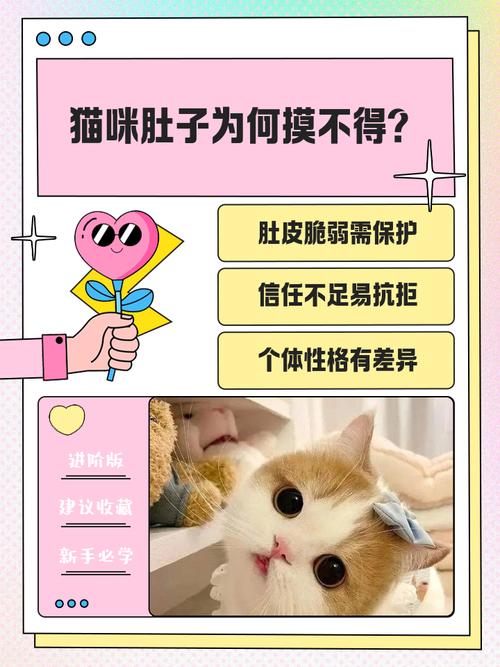 猫为什么不让摸肚子