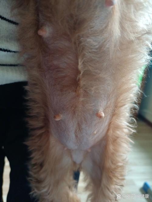 狗狗怀孕45天有什么变化?