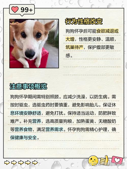 狗狗怀孕20天最明显的征兆