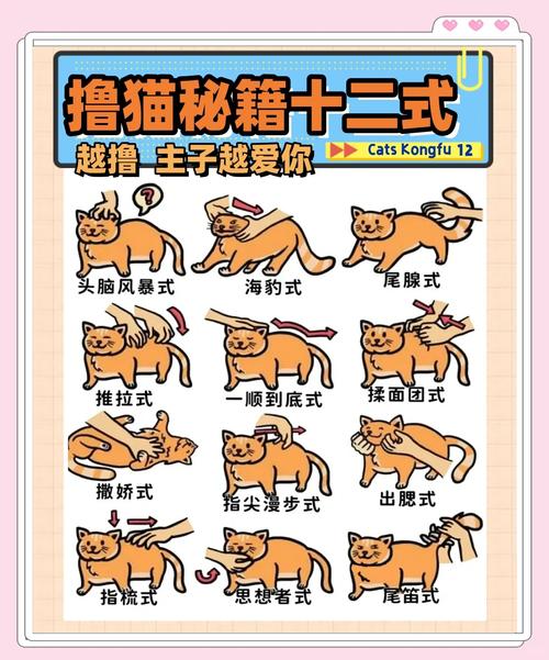 怎么让猫咪喜欢你