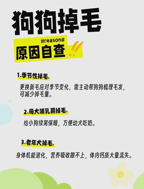 狗狗生产后为什么会掉毛呢