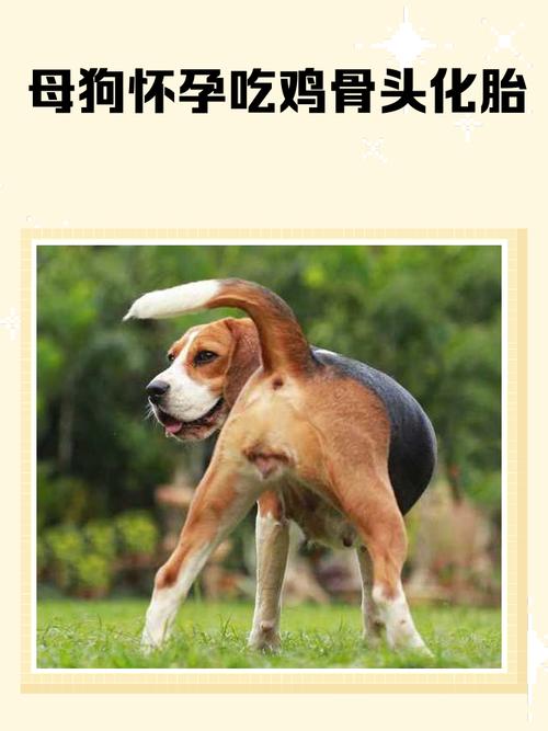 狗怀孕吃鸡肉会滑胎吗