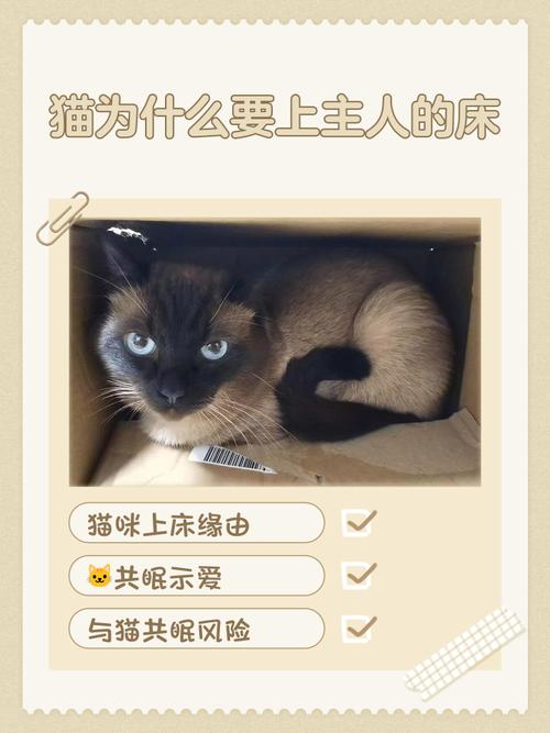 为什么猫咪在床头睡觉