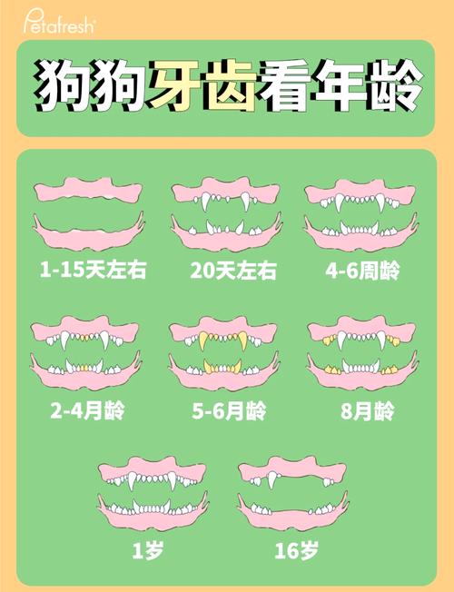 狗狗牙齿判断年龄|养狗必看,快看你家狗几岁