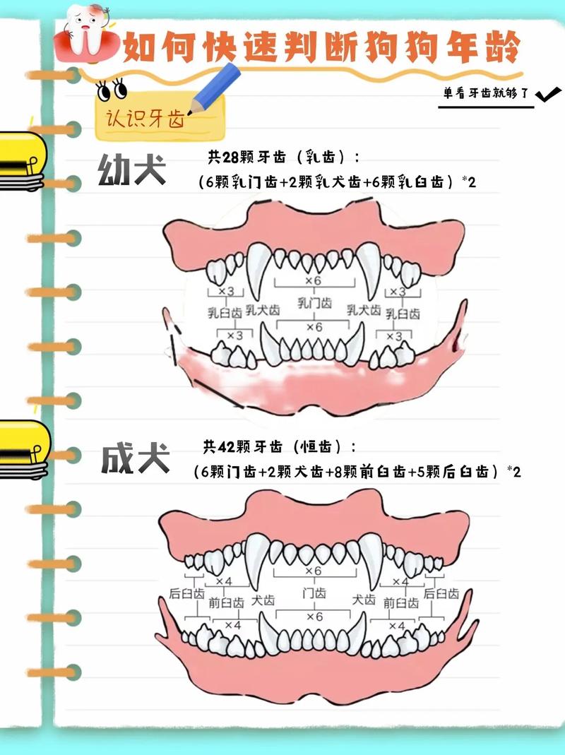 法斗犬年龄怎么看