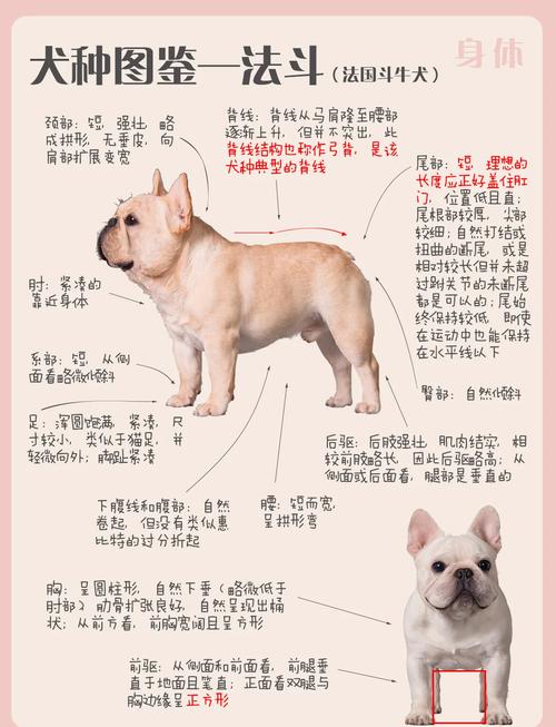 狗狗年龄怎么算