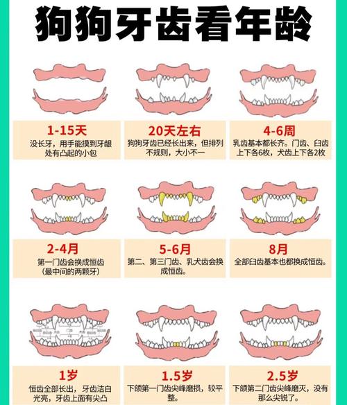 想知道狗狗的年龄?可以看这6点