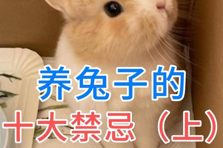 为什么忌讳养兔子和狗狗