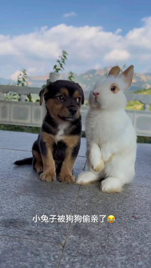 狗狗为什么不能和兔子共处