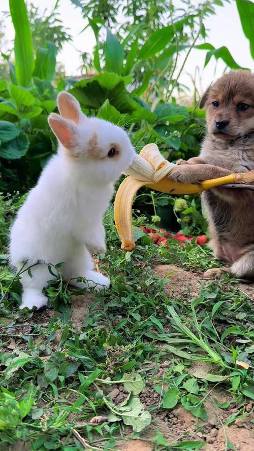 请问狗和兔子能养在一起吗?