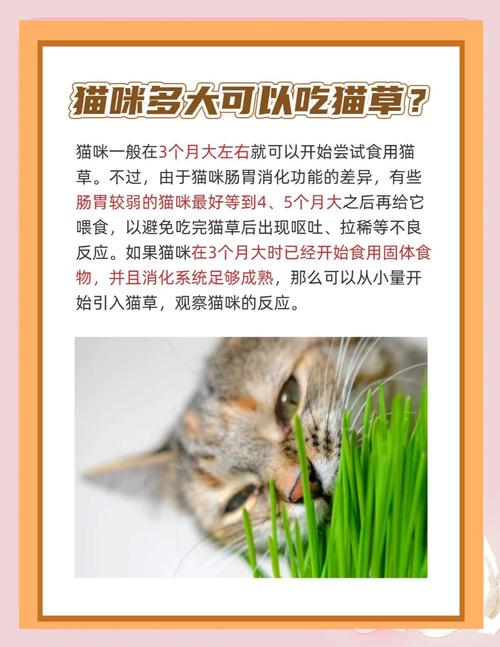 多大的小猫咪可以吃猫草