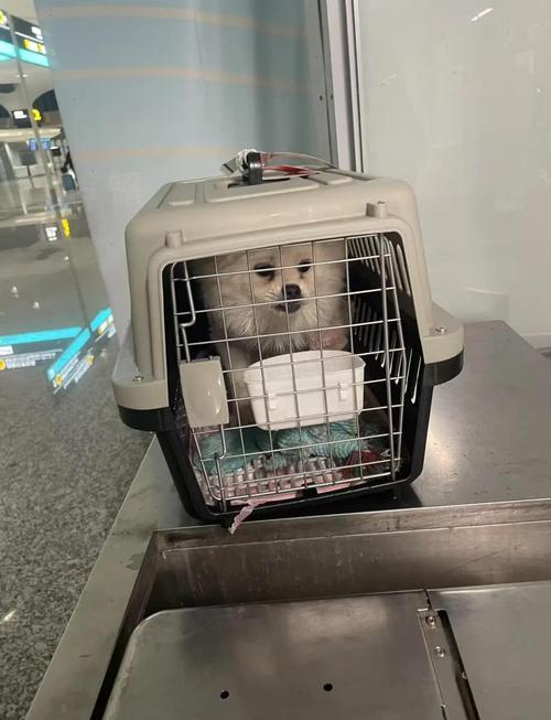 飞机可以托运狗狗么