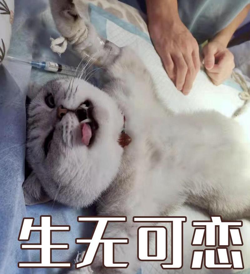 猫咪绝育前后性格有什么变化?