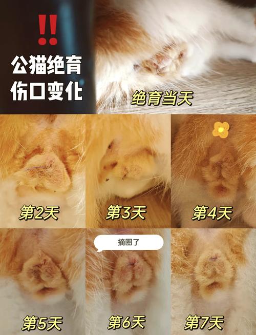 猫咪绝育后的变化
