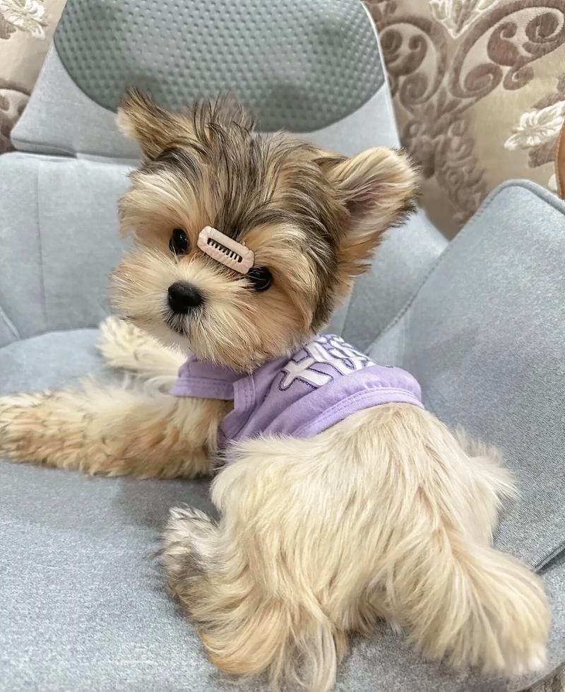 狗狗能吃榛子吗