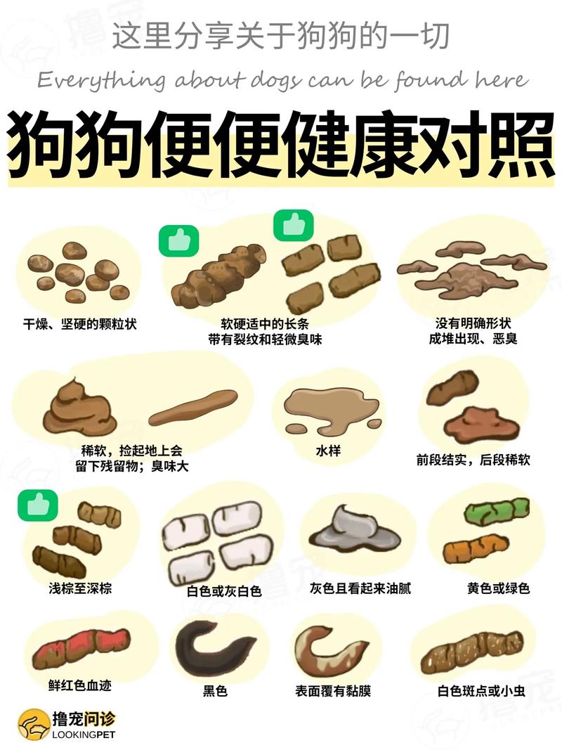 刚出生的小狗狗多久便便一次?没有母狗照顾。