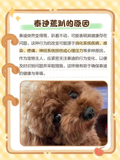 狗狗打完疫苗后的常见反应